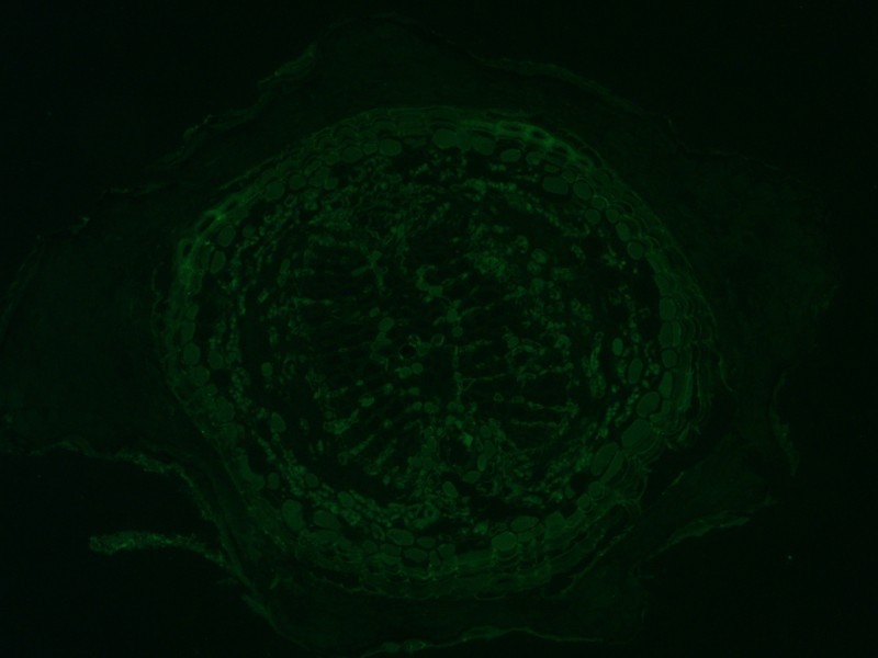 Leica DMi8 Inverted LED Fluorescence Motorized Microscope w/ Adaptive Focus Control (New Filters)