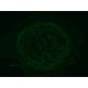 Leica DMi8 Inverted LED Fluorescence Motorized Microscope w/ Adaptive Focus Control (New Filters)