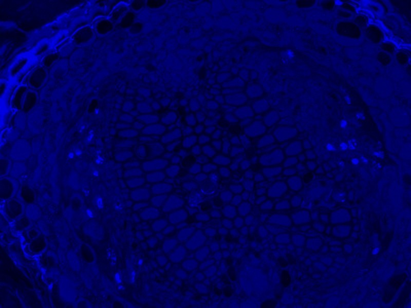 Leica DMi8 Inverted LED Fluorescence Motorized Microscope w/ Adaptive Focus Control (New Filters)