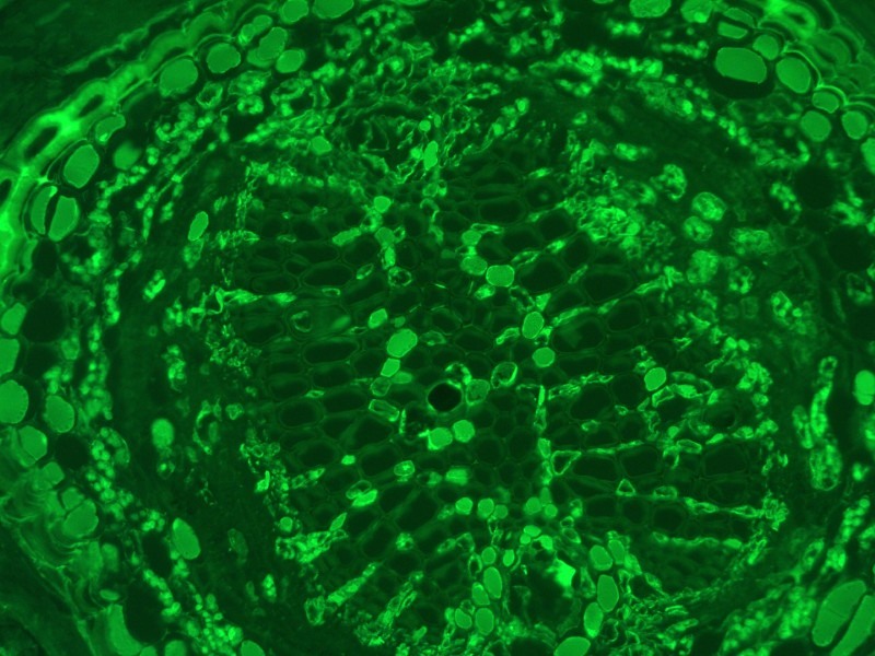 Leica DMi8 Inverted LED Fluorescence Motorized Microscope w/ Adaptive Focus Control (New Filters)