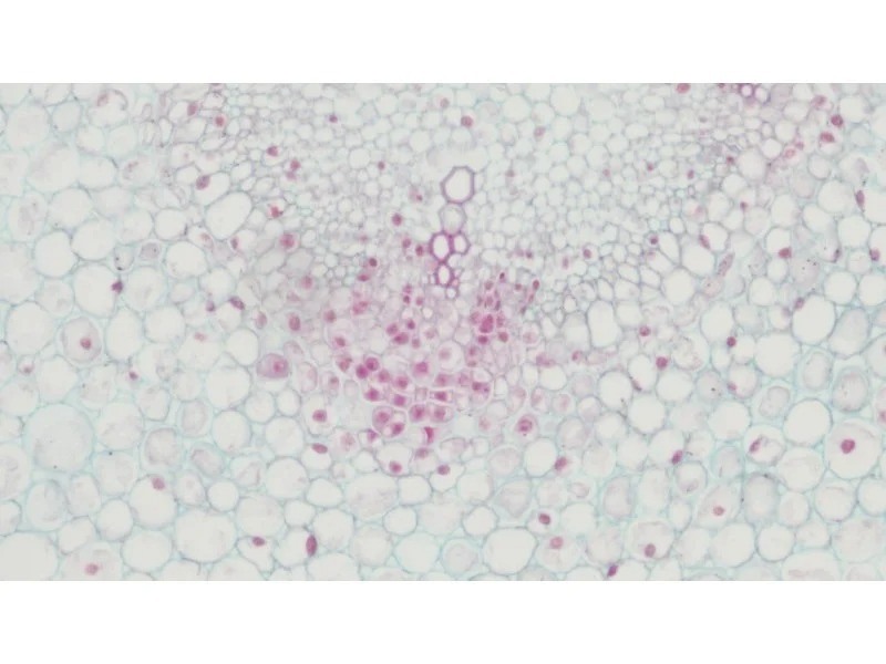 Nikon Eclipse Ti2-E PFS Inverted LED Fluorescence DIC Motorized Microscope (New Filters and Perfect Focus System)